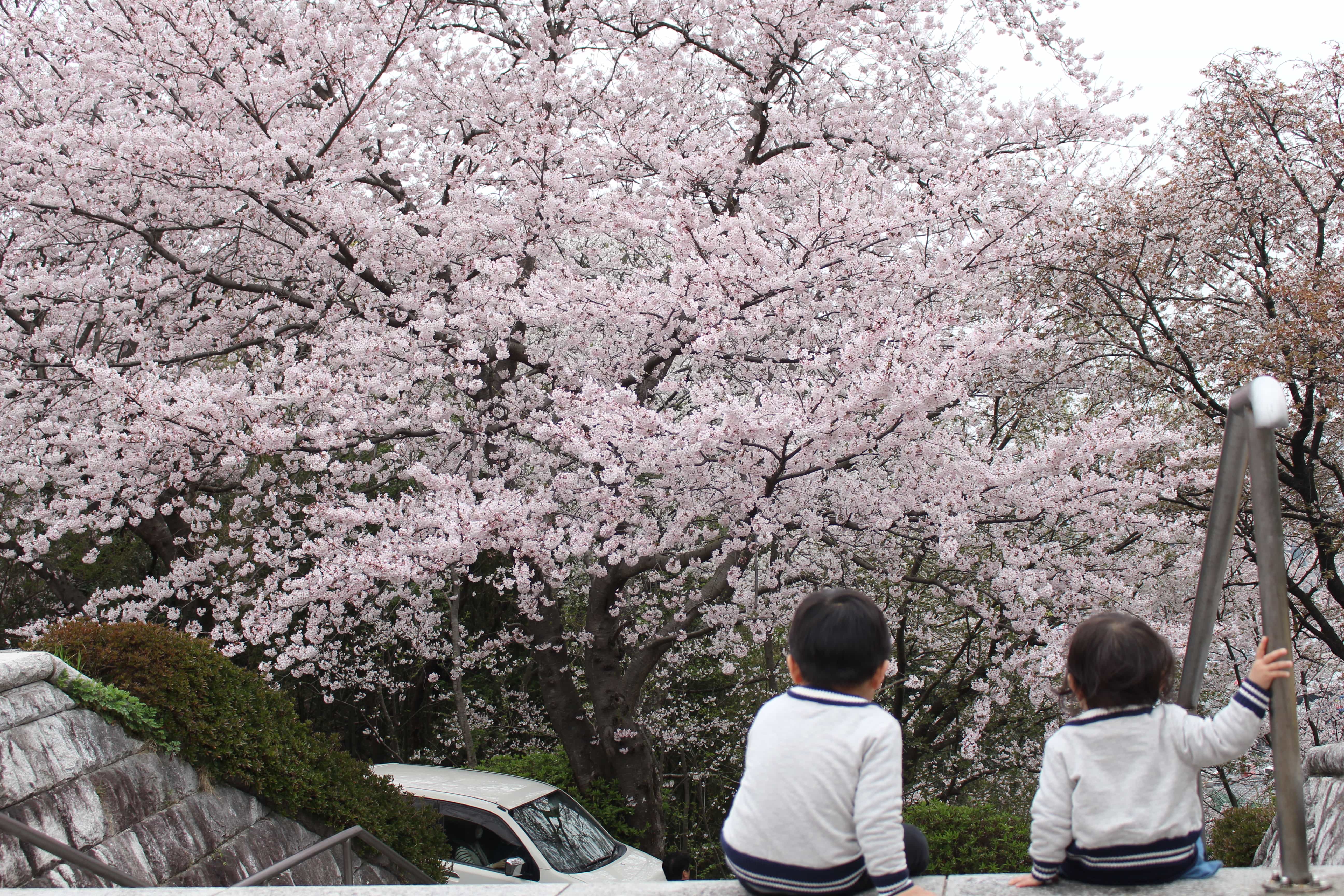 【センチュリー21三愛地建】糸島市の季節ごとの糸島を楽しみ方を紹介いたします。春編