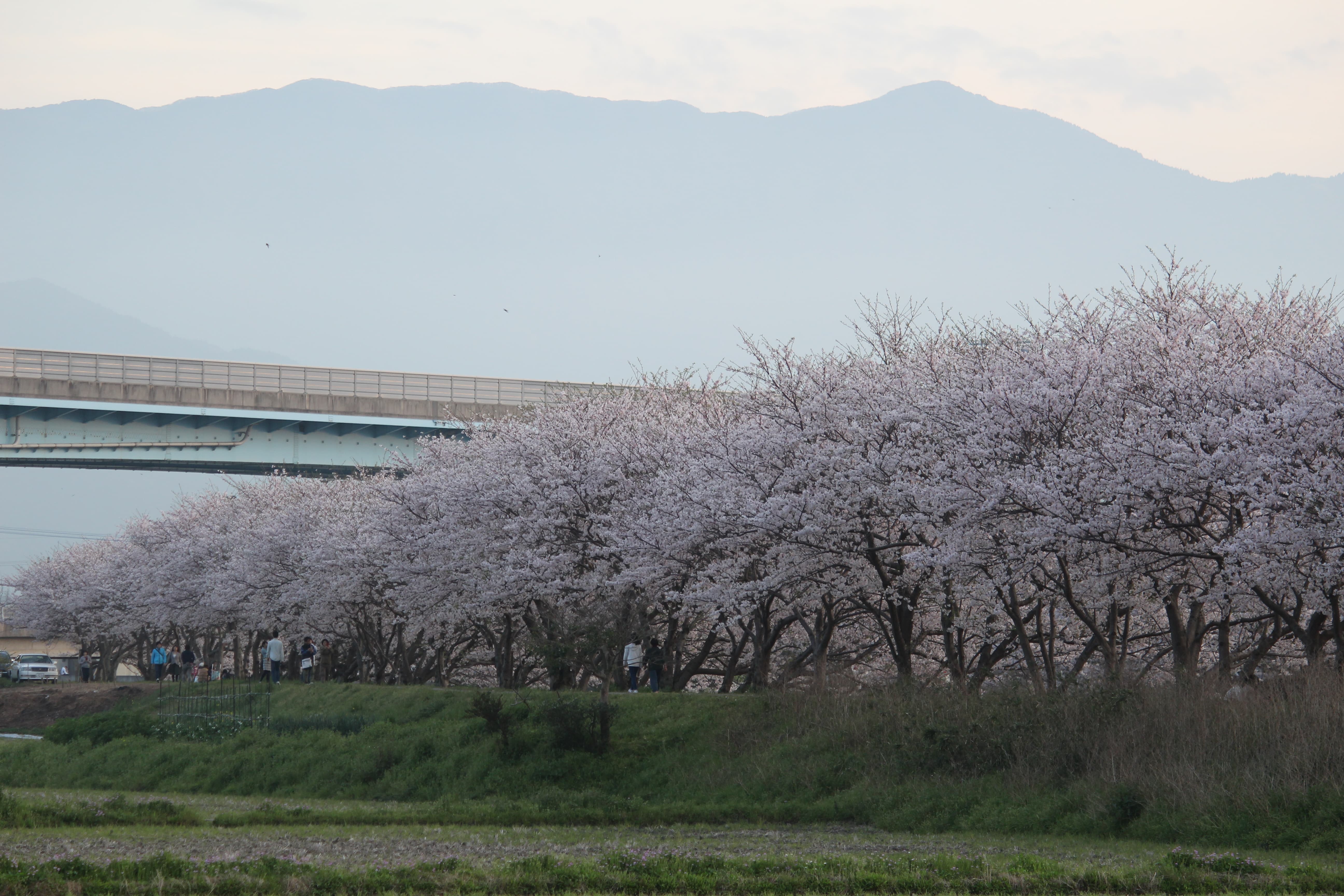 【センチュリー21三愛地建】糸島市の季節ごとの糸島を楽しみ方を紹介いたします。春編